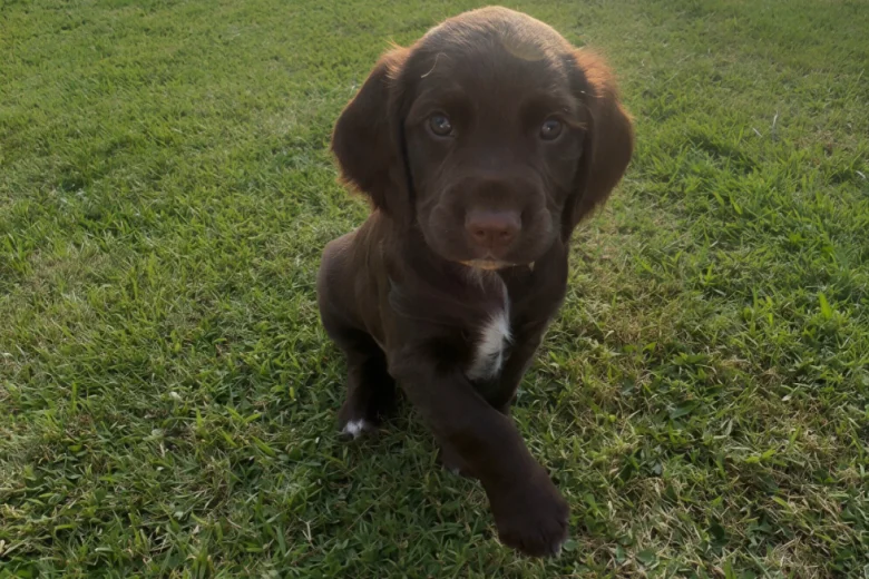 Sprocker Spaniel