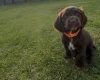 Sprocker Spaniel