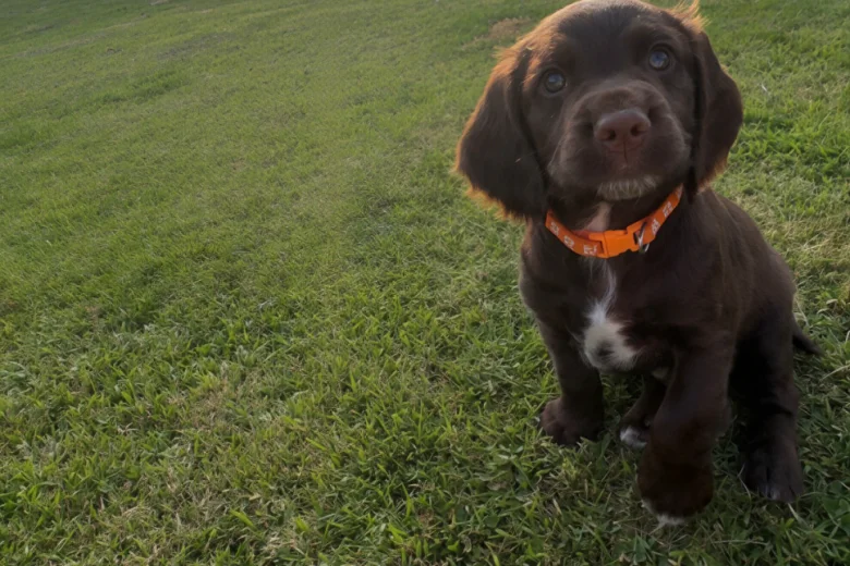 Sprocker Spaniel