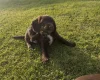 Sprocker Spaniel