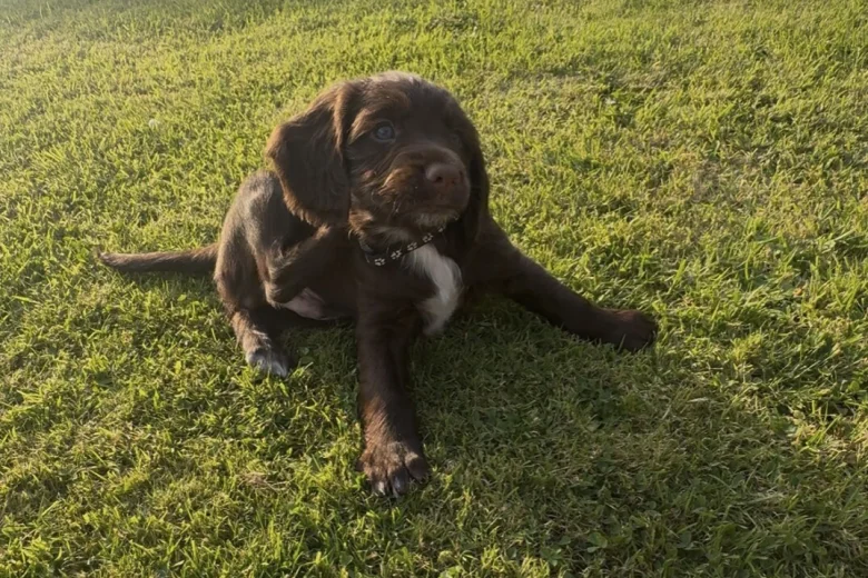 Sprocker Spaniel