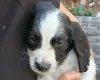 Sprocker Spaniel
