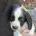 Sprocker Spaniel