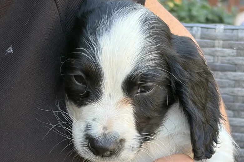 Sprocker Spaniel