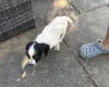Sprocker Spaniel