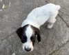 Sprocker Spaniel