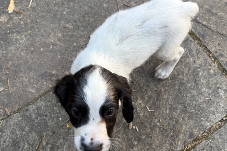 Sprocker Spaniel