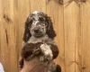 Sproodle
