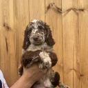 Sproodle