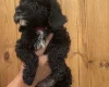 Sproodle