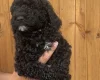 Sproodle