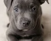 Staffordshire Bull Terrier