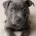 Staffordshire Bull Terrier
