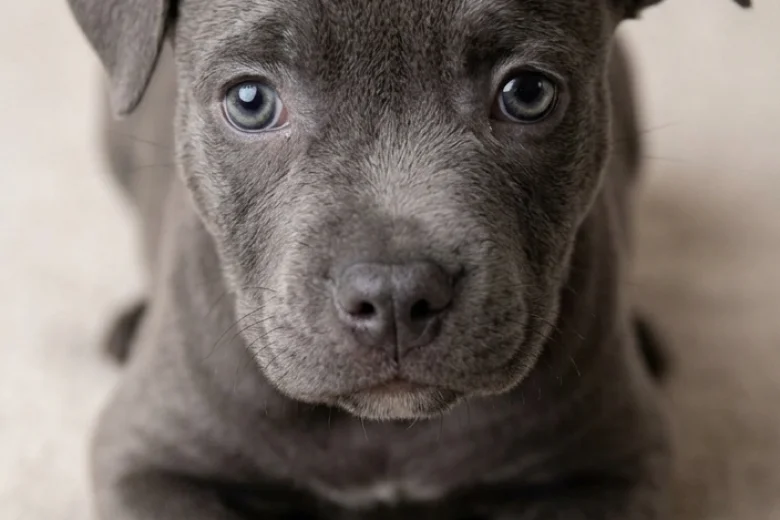 Staffordshire Bull Terrier