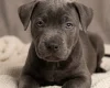 Staffordshire Bull Terrier