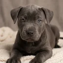 Staffordshire Bull Terrier