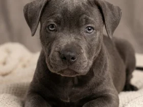 Staffordshire Bull Terrier