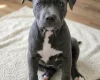 Staffordshire Bull Terrier
