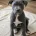 Staffordshire Bull Terrier