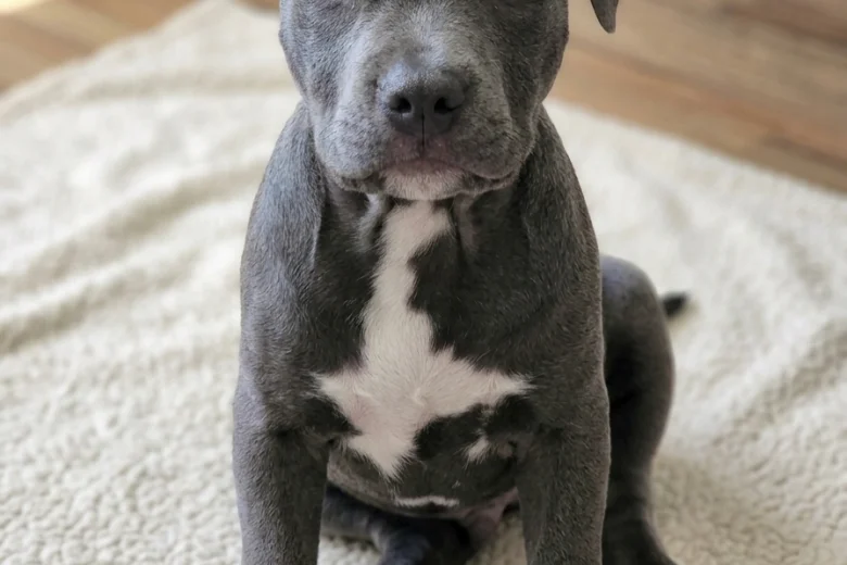 Staffordshire Bull Terrier