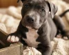 Staffordshire Bull Terrier