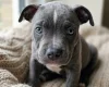 Staffordshire Bull Terrier
