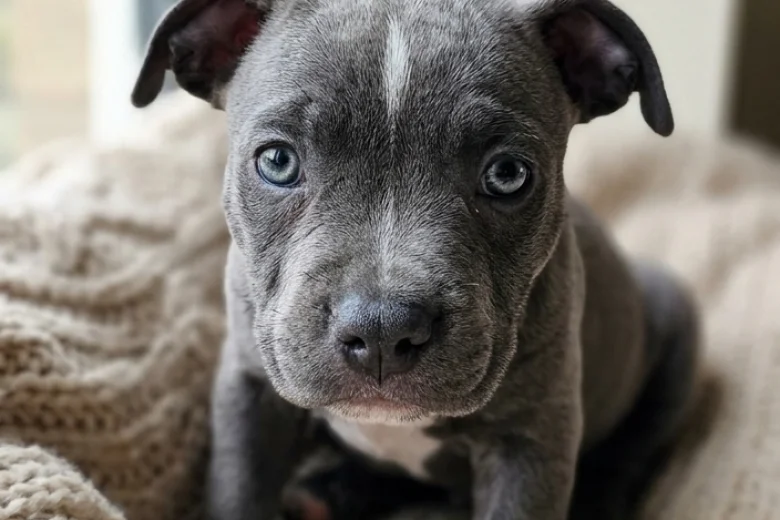 Staffordshire Bull Terrier