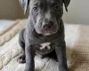 Staffordshire Bull Terrier
