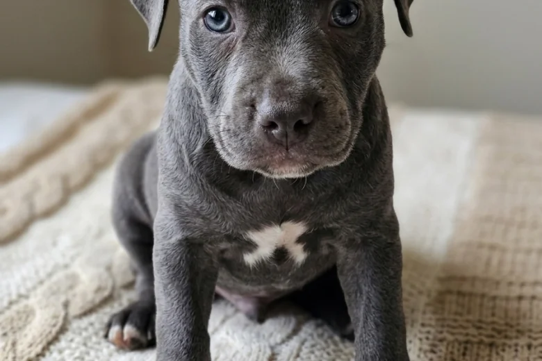 Staffordshire Bull Terrier