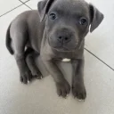 Staffordshire Bull Terrier