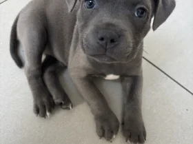 Staffordshire Bull Terrier