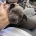 Staffordshire Bull Terrier