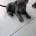 Staffordshire Bull Terrier