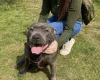 Staffordshire Bull Terrier
