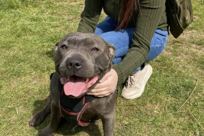 Staffordshire Bull Terrier
