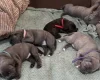 American Bulldog