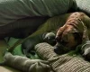 American Bulldog