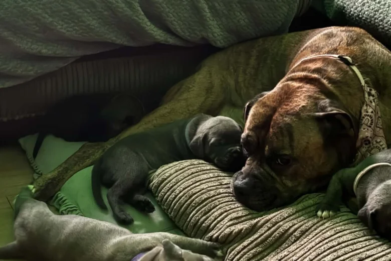 American Bulldog