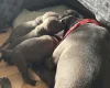American Bulldog