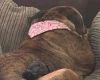 American Bulldog