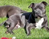 Staffordshire Bull Terrier