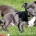 Staffordshire Bull Terrier