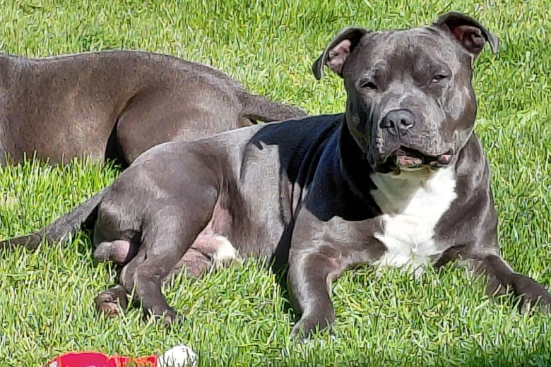 Staffordshire Bull Terrier