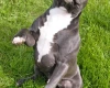 Staffordshire Bull Terrier