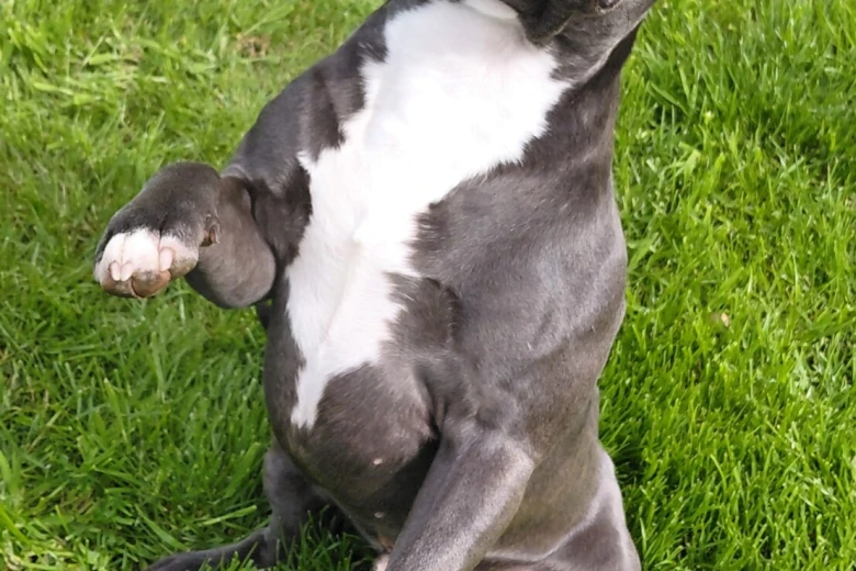 Staffordshire Bull Terrier