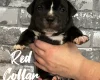 Staffordshire Bull Terrier