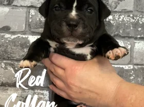 Staffordshire Bull Terrier