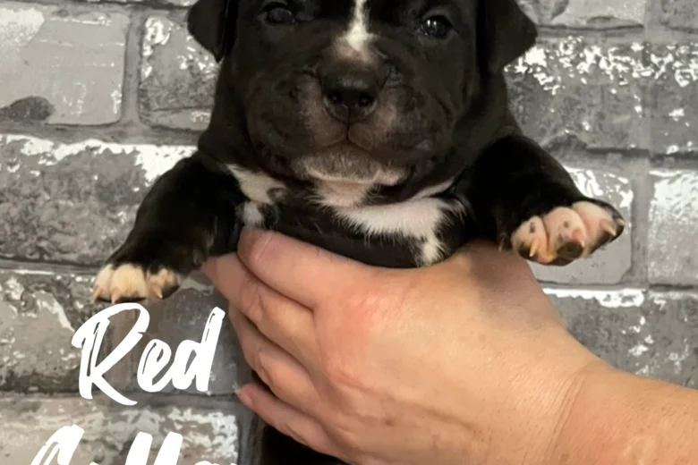 Staffordshire Bull Terrier