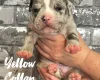Staffordshire Bull Terrier