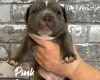 Staffordshire Bull Terrier